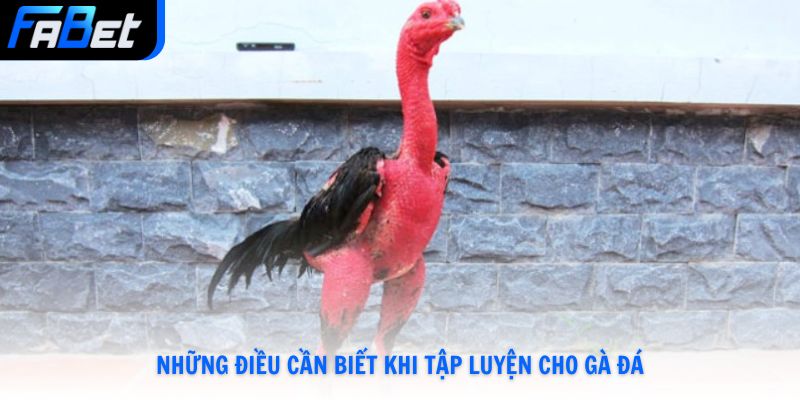 Những điều cần biết khi tập luyện cho gà đá